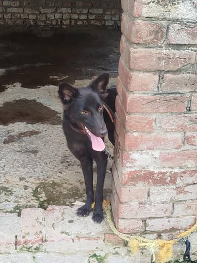 Black alsession  10 months age healthi well trained