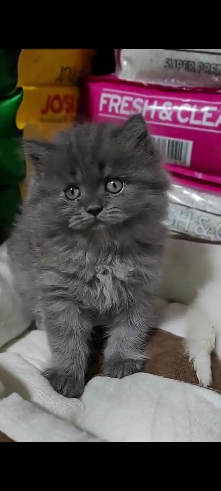 Quality Persian Punch Face cat &kittens 03476305771 WhatsApp — photo 3
