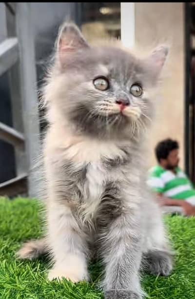 Persian kitten triple Qout. for. . sale my WhatsApp03493731440