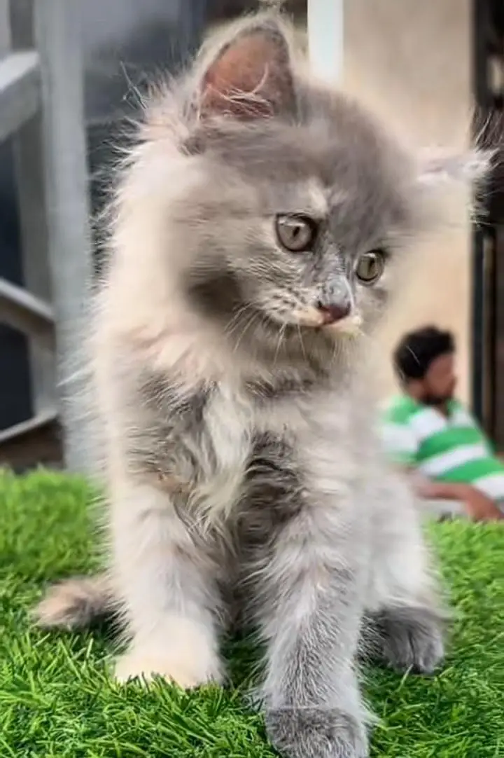 Persian kitten triple Qout. for. . sale my WhatsApp03493731440 — photo 2