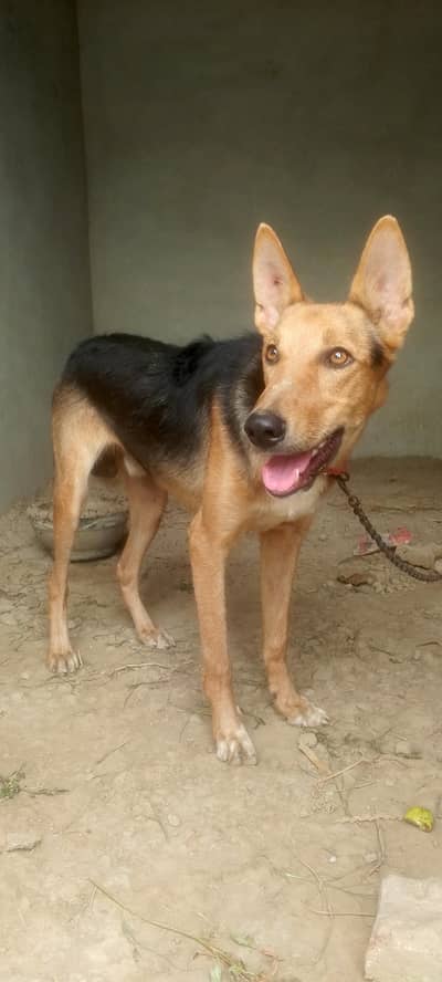  My Cute Dog — Pure Love & Loyalty 