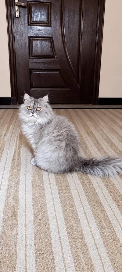 Persian Cats|Kittens|For Sale