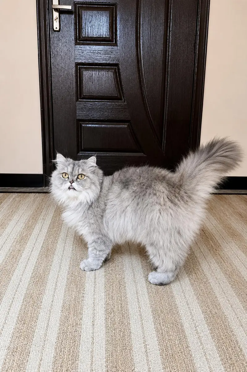 Persian Cats|Kittens|For Sale — photo 2