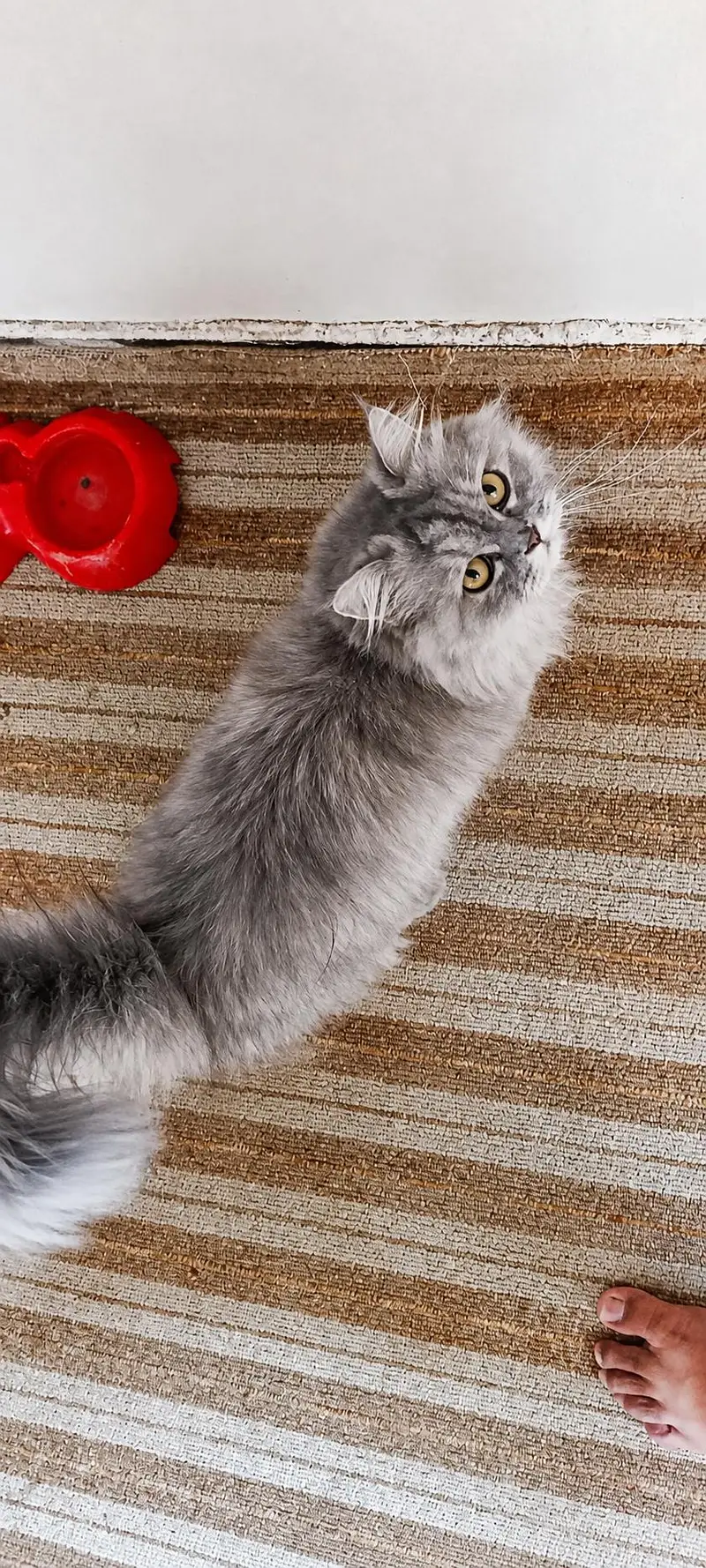 Persian Cats|Kittens|For Sale — photo 3