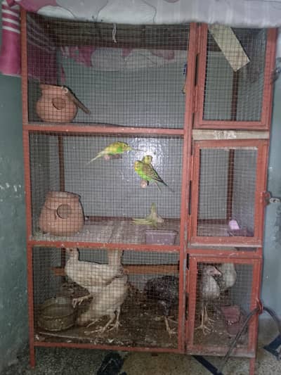 پنجرہ+چوزے+طوطے+سامان (Cage+Chicks+Bugeries+Accessories) o3o999II333
