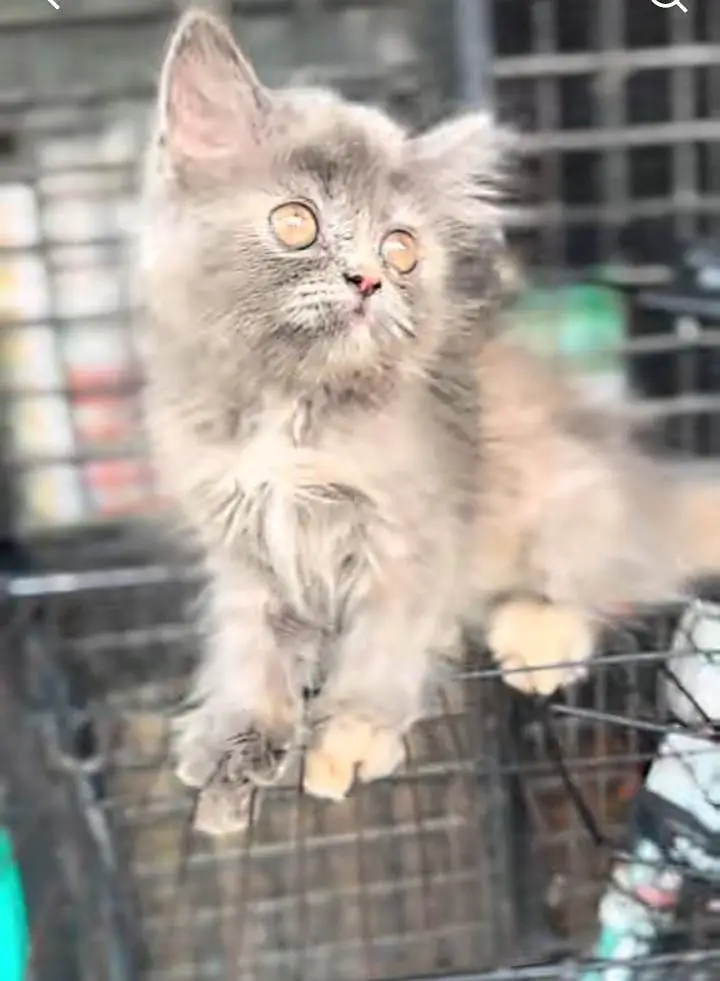 Persian kitten triple Qout. for. . sale my WhatsApp03493731440 — photo 2