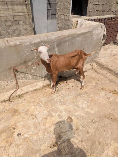 Lal chambi Teddy bkri