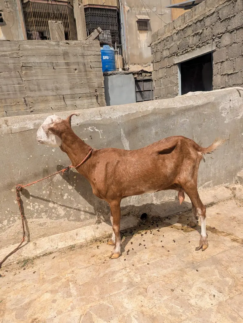 Lal chambi Teddy bkri — photo 2
