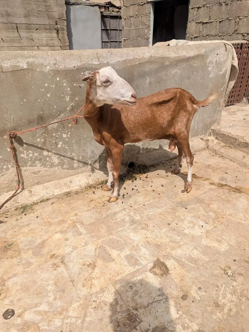 Lal chambi Teddy bkri — photo 3