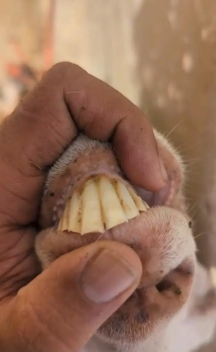 Lal chambi Teddy bkri — photo 4