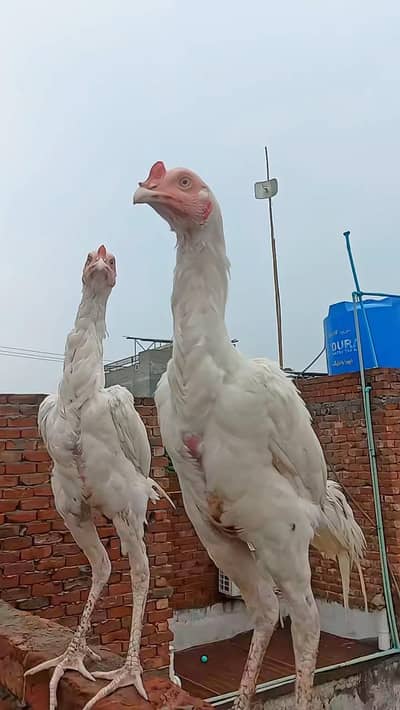 Heera or Cheena Pathay
