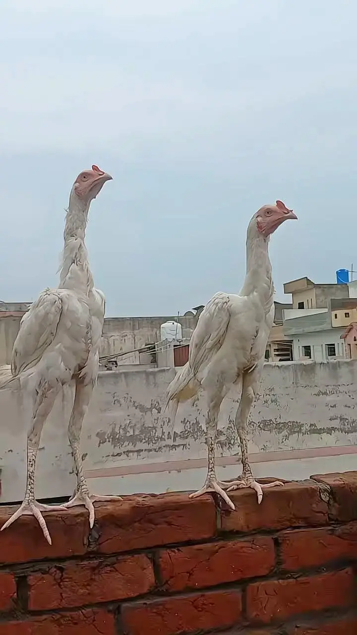 Heera or Cheena Pathay — photo 2