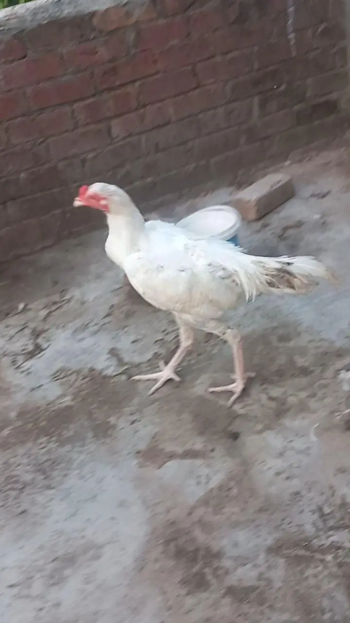 Heera or Cheena Pathay — photo 6