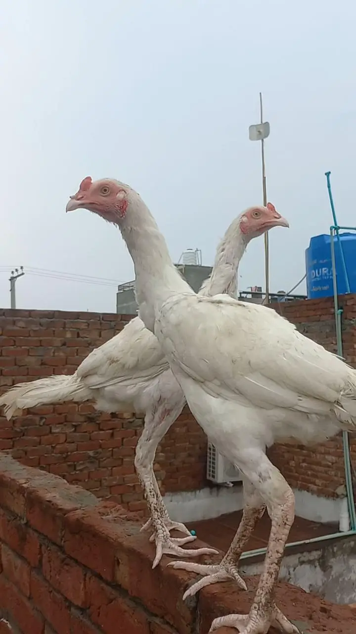 Heera or Cheena Pathay — photo 8