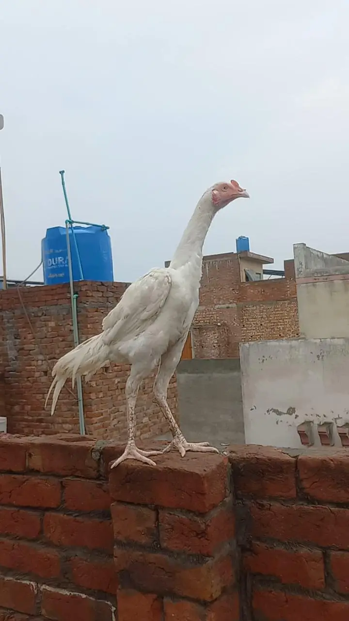 Heera or Cheena Pathay — photo 9
