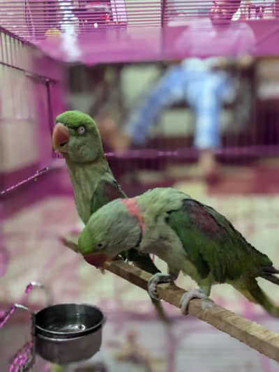 Raw parrots pair