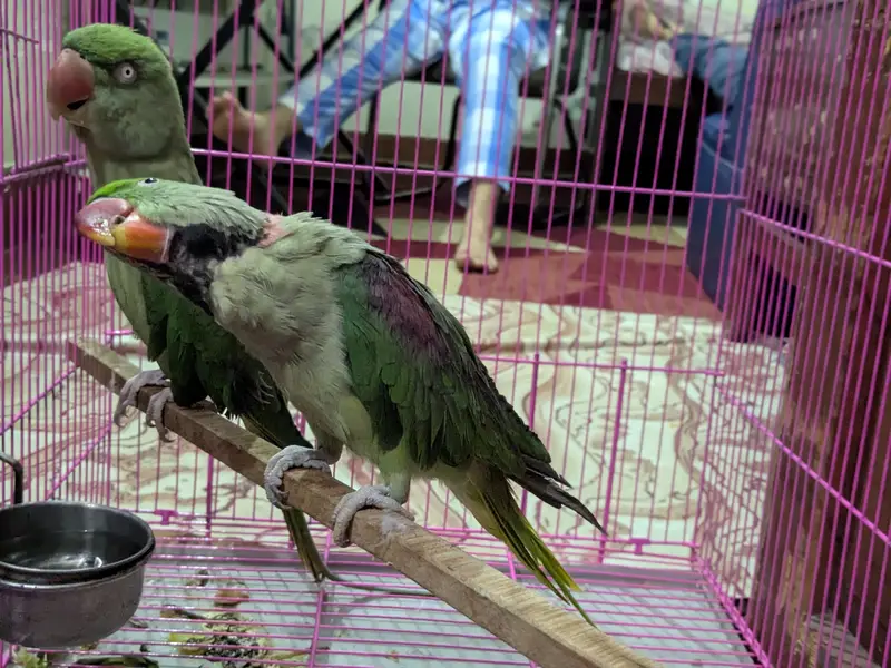 Raw parrots pair — photo 2