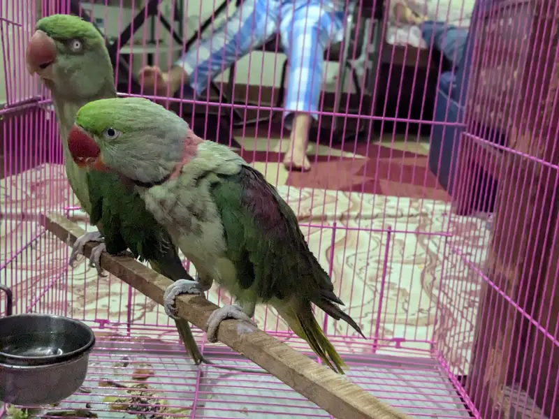 Raw parrots pair — photo 3
