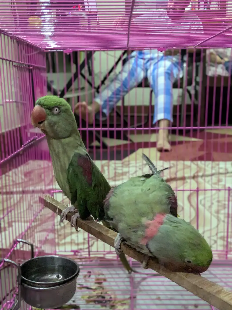Raw parrots pair — photo 4