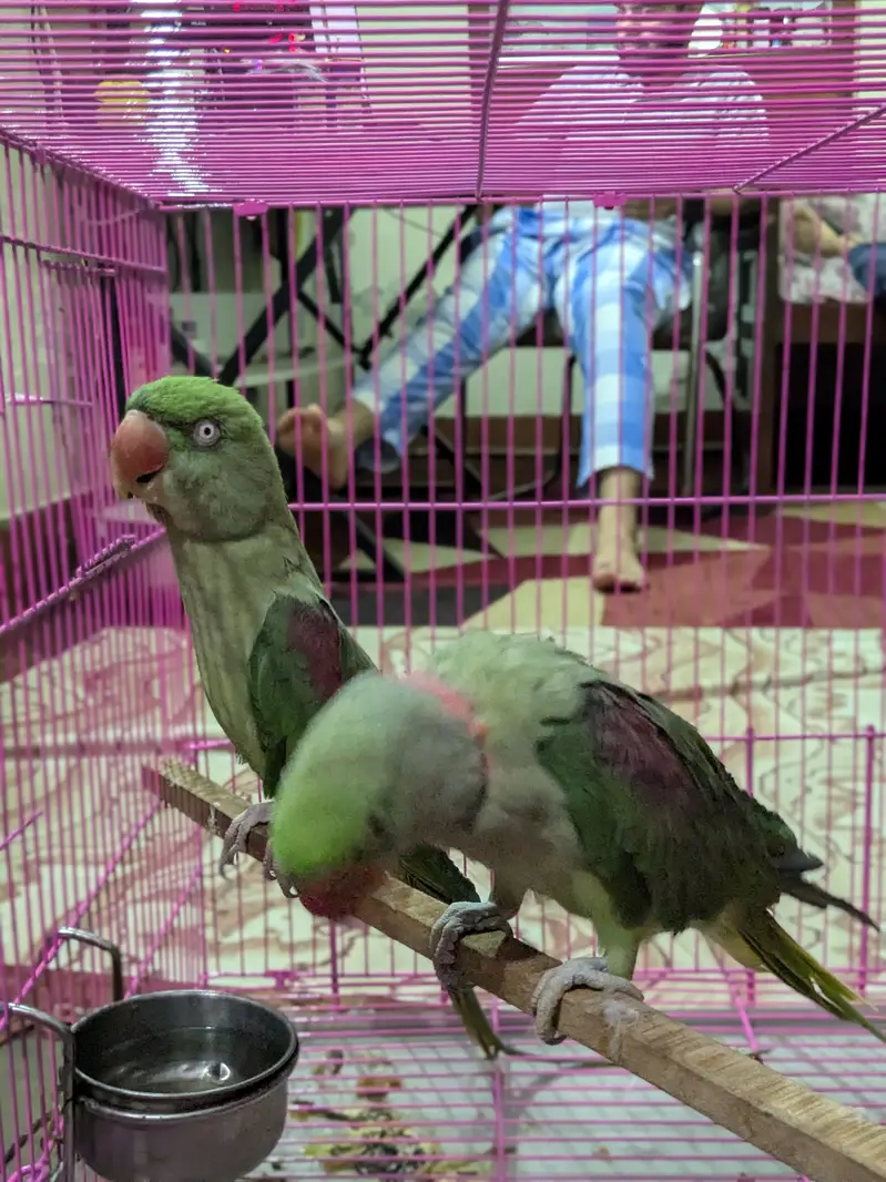 Raw parrots pair — photo 5