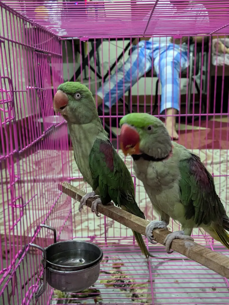 Raw parrots pair — photo 6