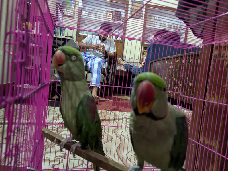 Raw parrots pair — photo 7