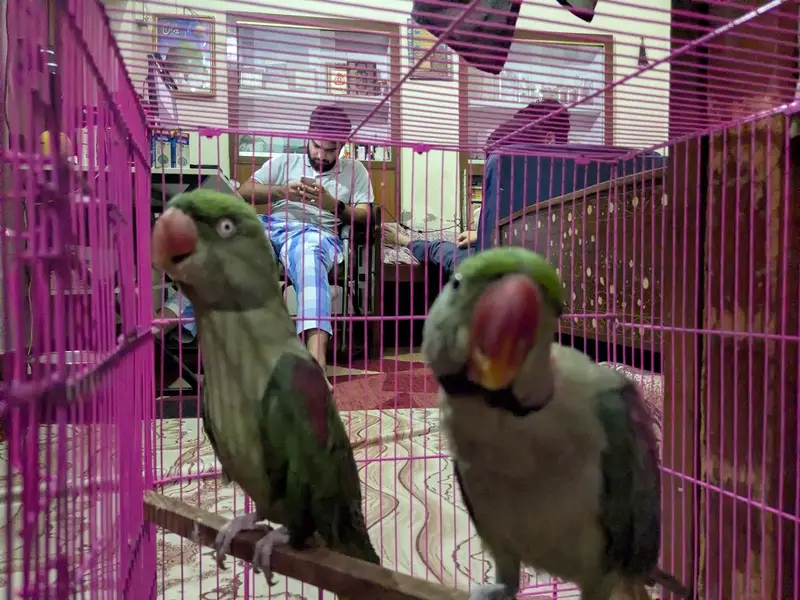 Raw parrots pair — photo 8