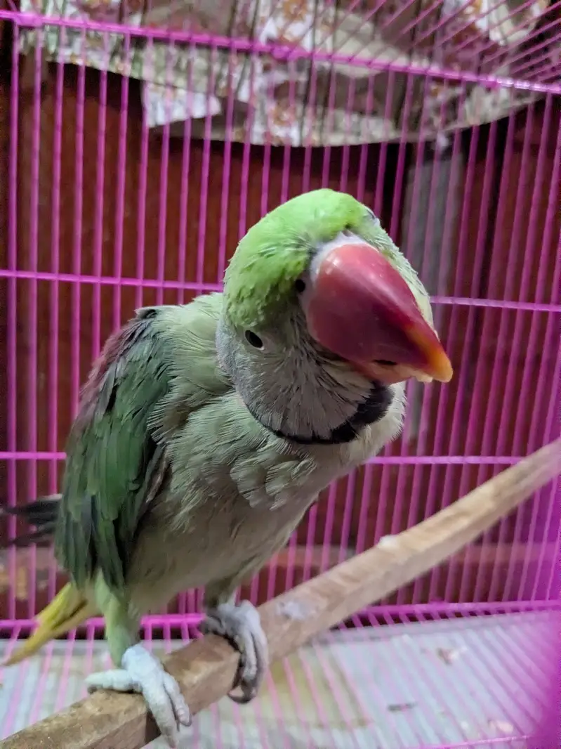 Raw parrots pair — photo 9