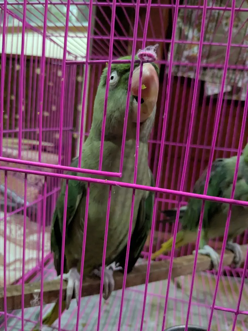 Raw parrots pair — photo 10