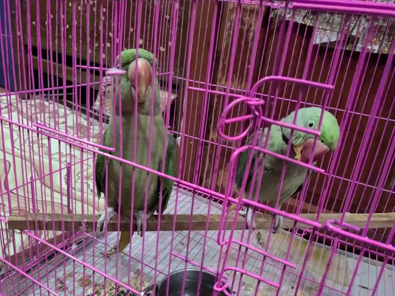 Raw parrots pair — photo 11