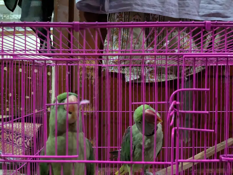 Raw parrots pair — photo 12