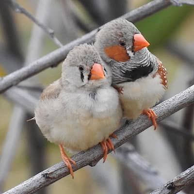 Zebra finches pair |white zebra finches