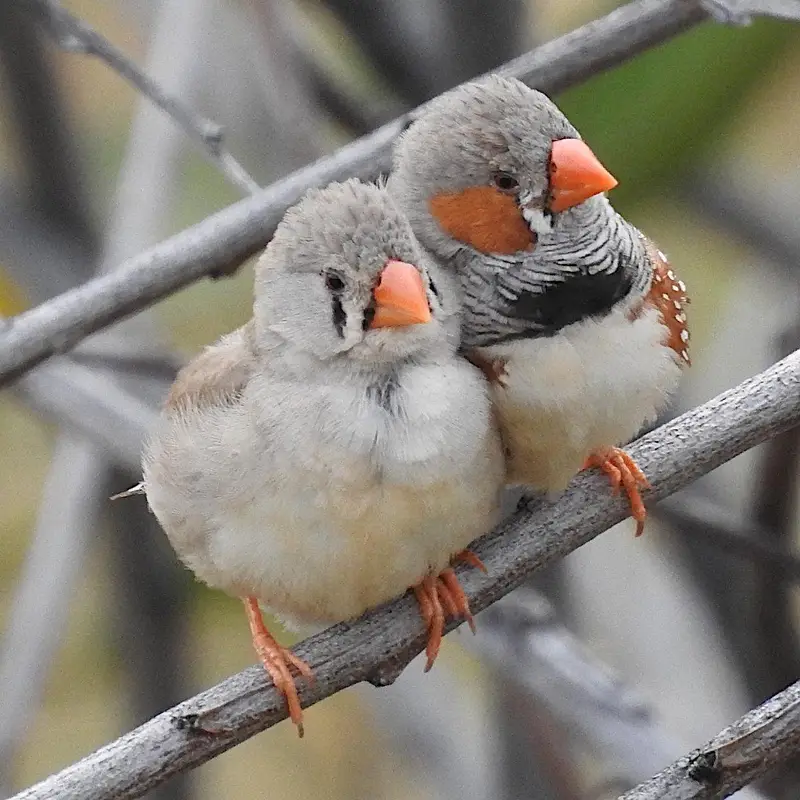 Zebra finches pair |white zebra finches