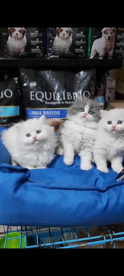 Quality Persian Punch Face cat &kittens 03476305771 WhatsApp