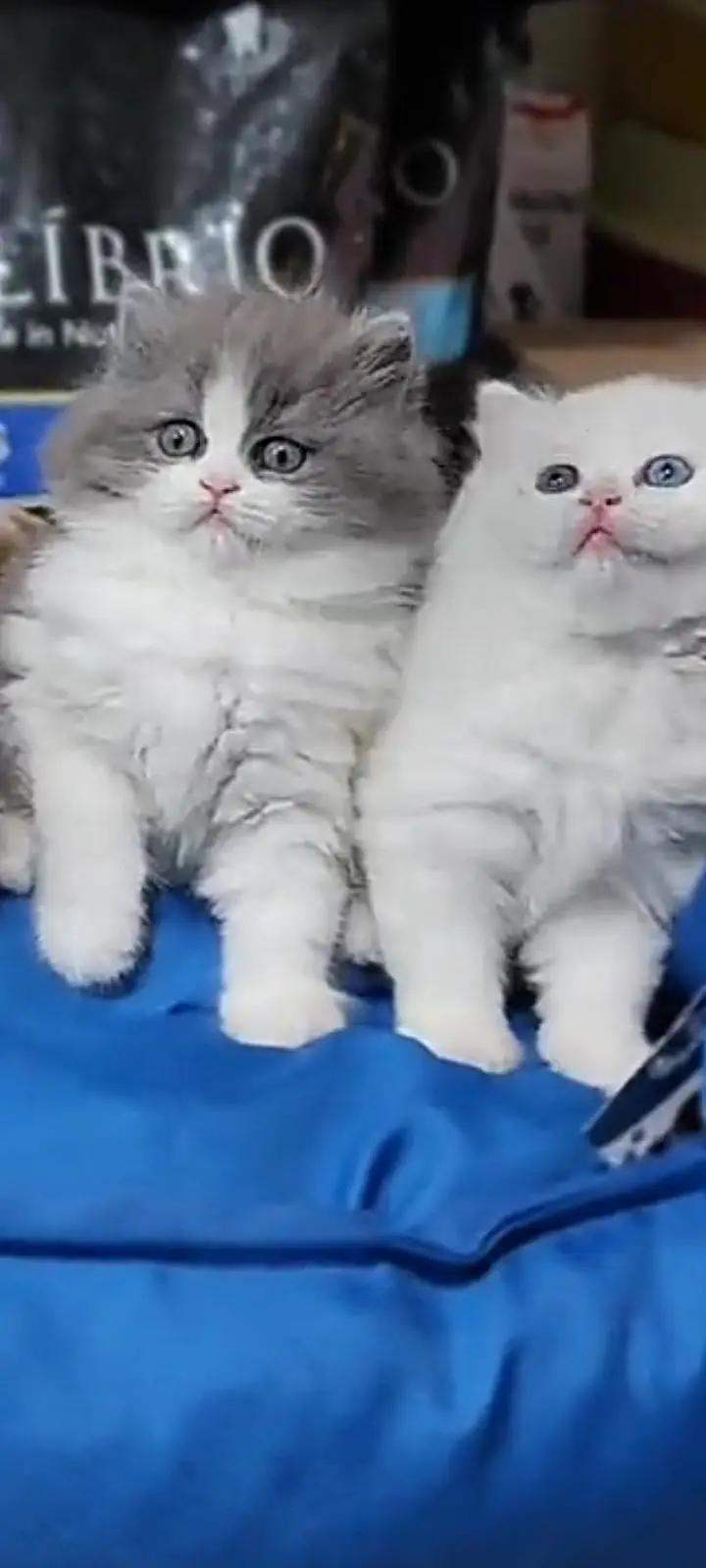 Quality Persian Punch Face cat &kittens 03476305771 WhatsApp — photo 2