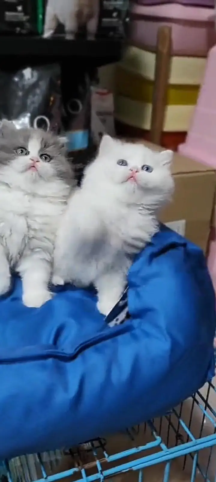 Quality Persian Punch Face cat &kittens 03476305771 WhatsApp — photo 3