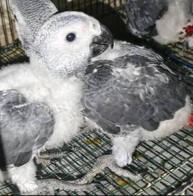 African grey parrot chik 03054232248