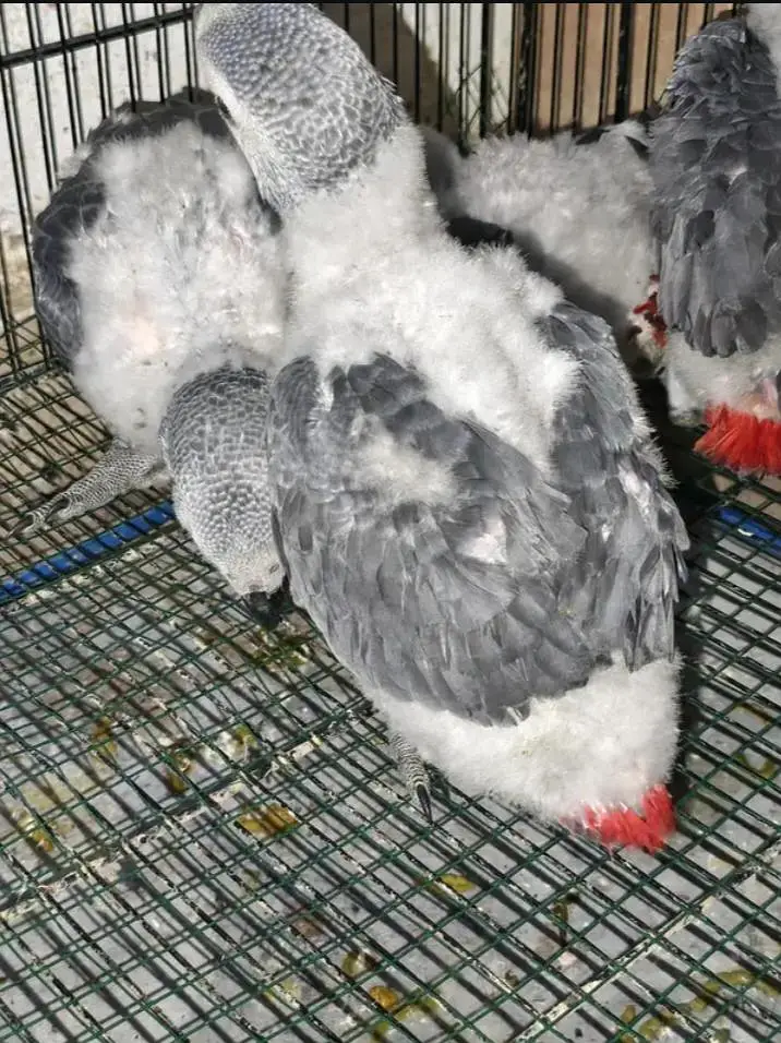 African grey parrot chik 03054232248 — photo 2