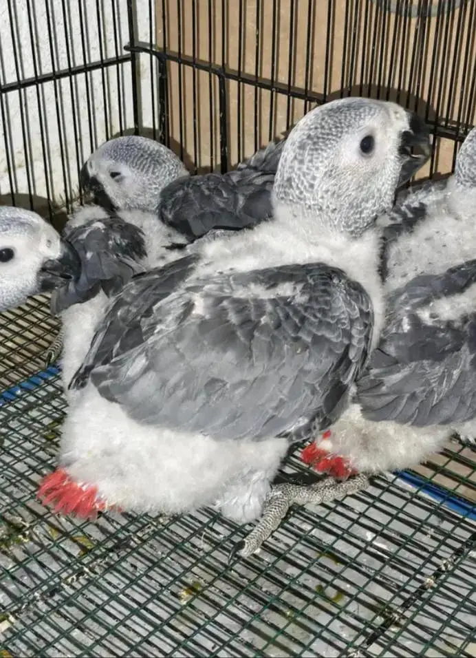 African grey parrot chik 03054232248 — photo 3