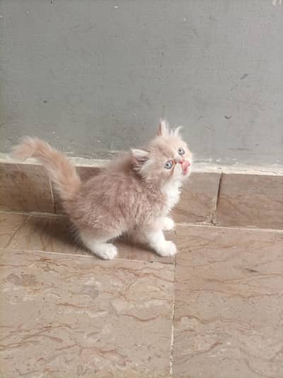 Persian Kittens Available for Sale