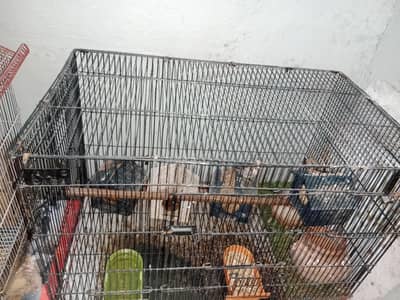 4 finches for sale.