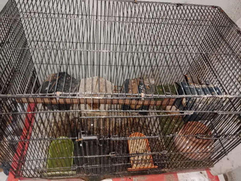 4 finches for sale. — photo 2