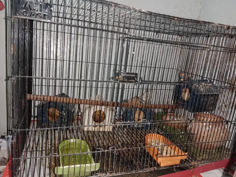 4 finches for sale. — photo 3