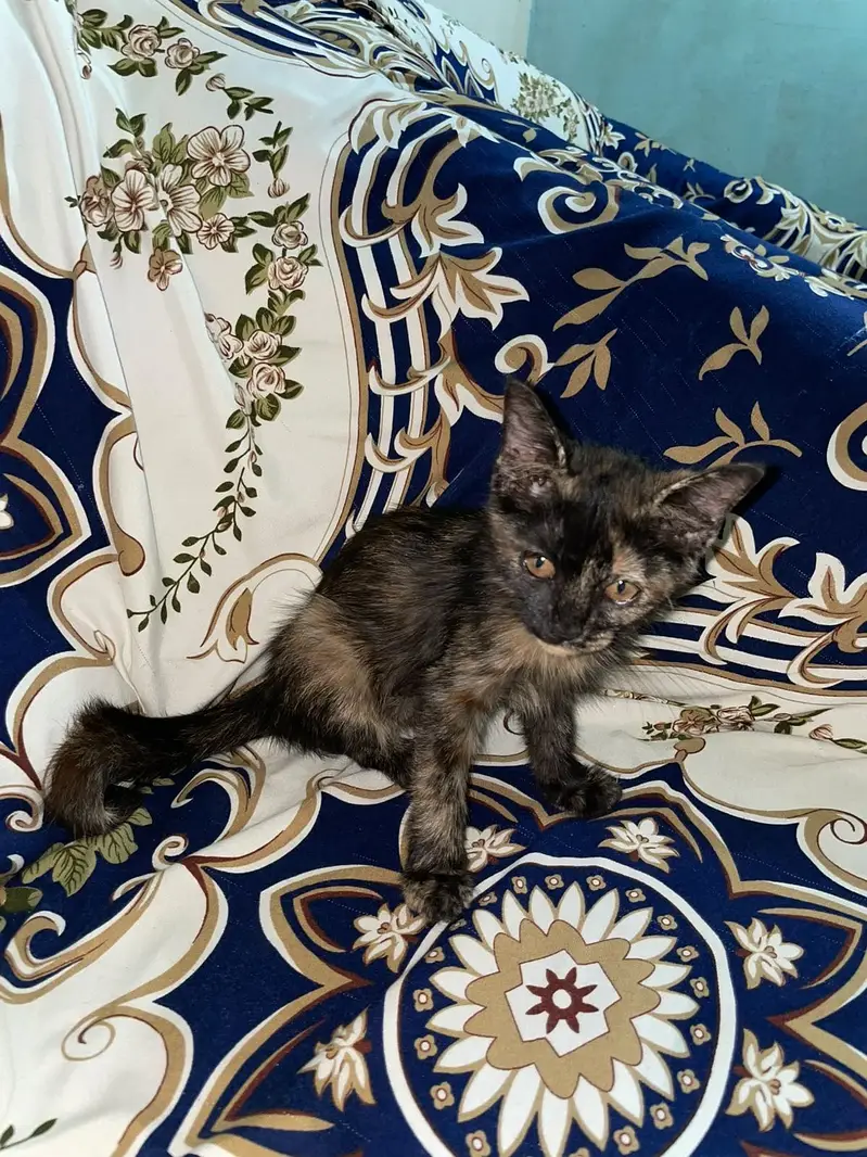 Cross breed female trained for litter — photo 2