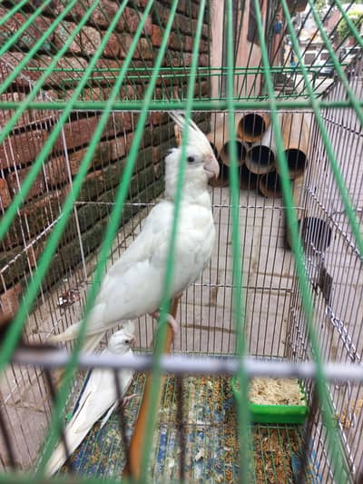 eno red eye Cocktail breeder pair