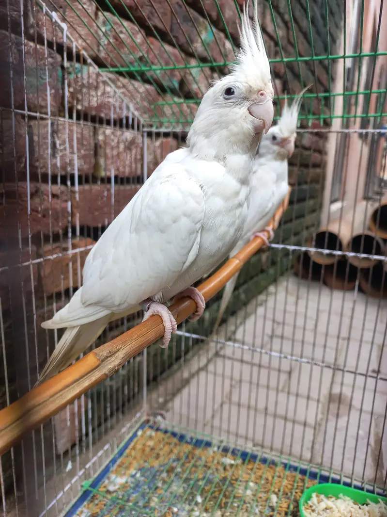 eno red eye Cocktail breeder pair — photo 2
