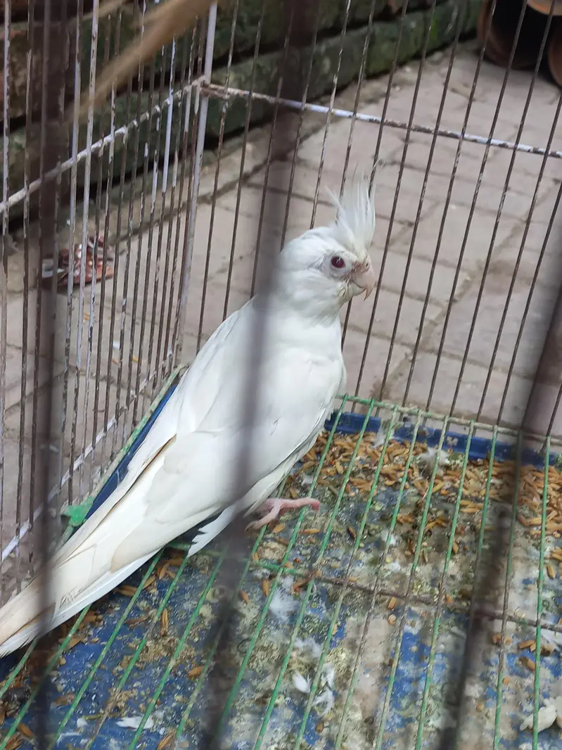 eno red eye Cocktail breeder pair — photo 7