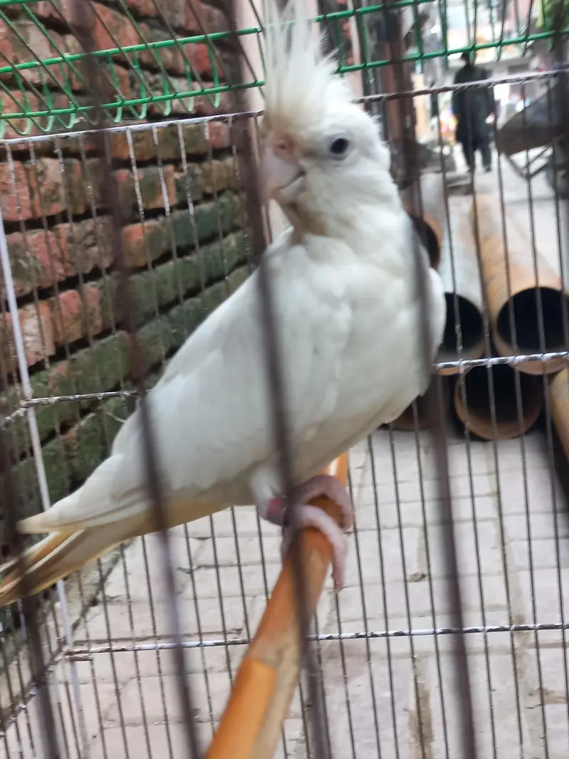 eno red eye Cocktail breeder pair — photo 8