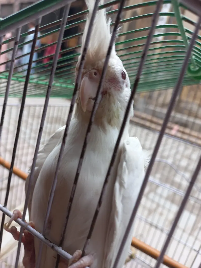eno red eye Cocktail breeder pair — photo 9