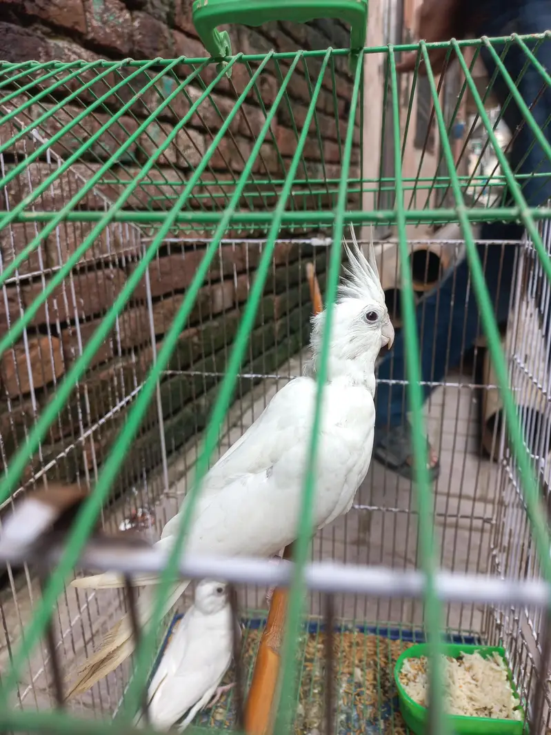 eno red eye Cocktail breeder pair — photo 10